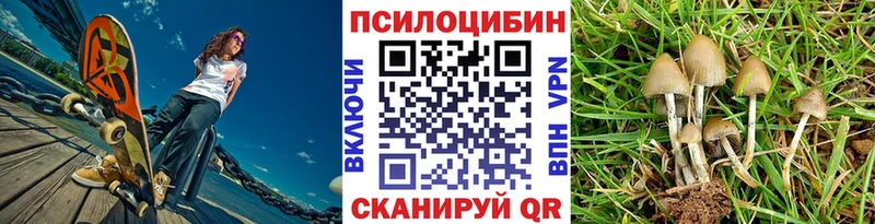 закладка  Новочеркасск  Псилоцибиновые грибы Psilocybe 