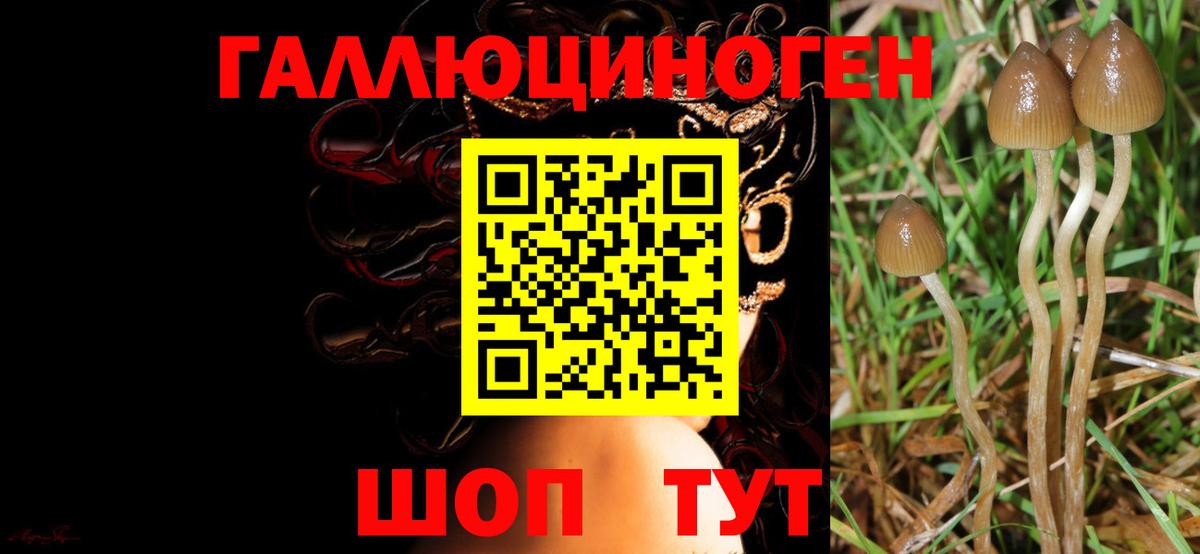 Псилоцибиновые грибы мухоморы  Вход с VPN  Новочеркасск  Псилоцибиновые грибы Psilocybine cubensis 